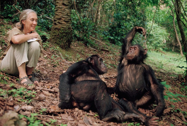 
Jane Goodall đã dành cả cuộc đời sống cùng với bầy tinh tinh trong những cánh rừng châu Phi
