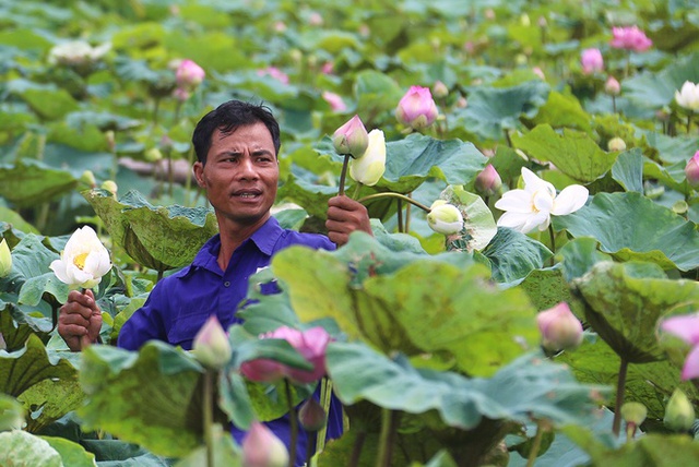 
Yêu thích hoa sen, anh Hạnh sưu tầm các giống hoa từ mọi miền đất nước. Sau 2 năm, sen bắt đầu lên mạnh, cho thu hoạch và đầm đi vào kinh doanh dịch vụ để lấy tiền quay vòng đầu tư, Hạnh chia sẻ. Hiện đầm có 9 loài hoa sen: 4 loài sen trắng, 4 loài sen hồng và một loài sen Nam Bộ.
