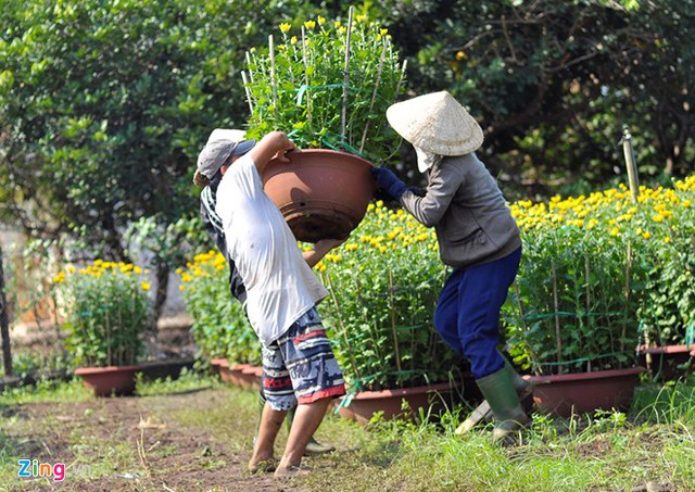 
Từ đó, hàng chục lao động nghèo ở khắp nơi cũng đổ về bốc vác, vận chuyển hàng. Ông Nguyễn Văn Công (53 tuổi, ngụ xã Ngọc Định, huyện Định Quán, Đồng Nai) cho biết: Năm nào cũng thế, cứ sát Tết là vợ chồng tôi về vựa hoa xin việc. Công việc vất vả nhưng ráng làm để có thu nhập trang trải cuộc sống.
