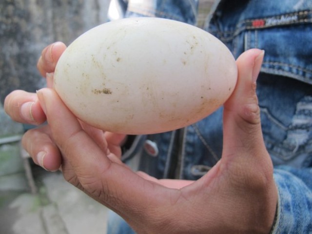 Quả trứng đôi này thường to hơn những quả trứng thông thường