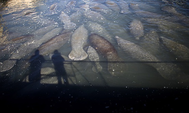 
Theo Science World Report, cái chết của 829 con lợn biển ở Florida vào năm 2013 được ghi nhận là do thủy triều đỏ gây ra. Những con lợn này chết sau khi ăn cỏ biển nhiễm độc tố từ tảo. Ảnh:Reuters.
