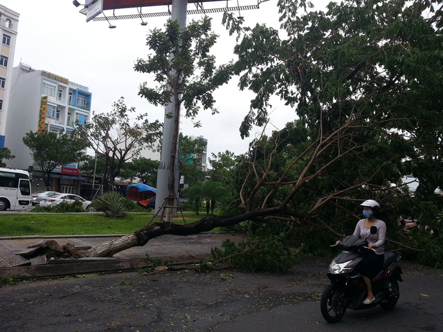 
Một số cây xanh ở Đà Nẵng ngã đổ, dù bão không đổ bộ vào thành phố này. Ảnh: Đức Hoàng
