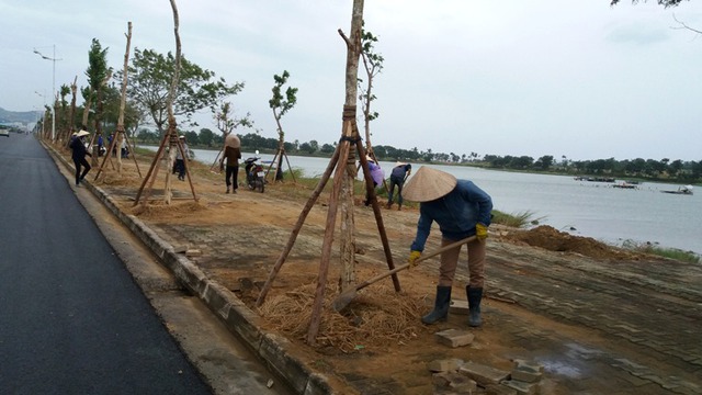 
Toàn bộ hàng cây xanh trên đường Cái Dăm (TP. Hạ Long) được chằng chống
