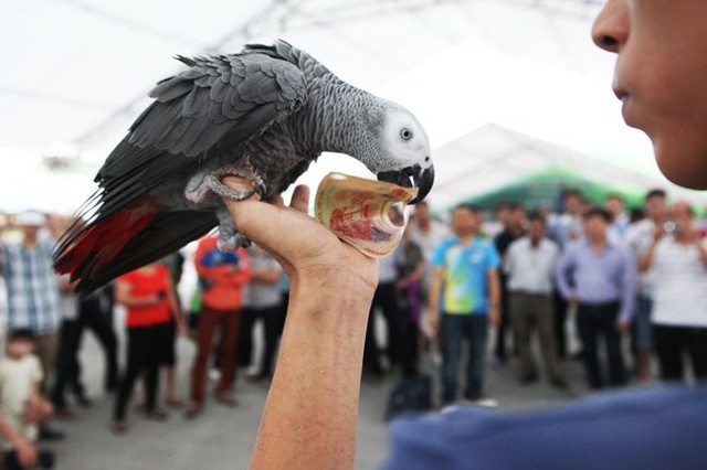 
...và chúng dùng mỏ mang tiền về cho chủ nhân
