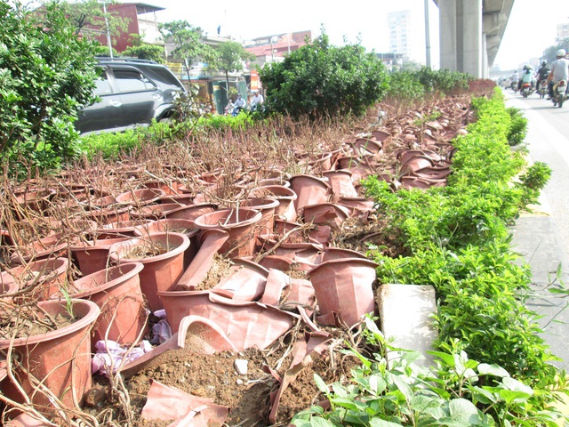 
Trên đường Nguyễn Trãi, hàng loạt chậu cây cảnh như thế này đã chết.

 
