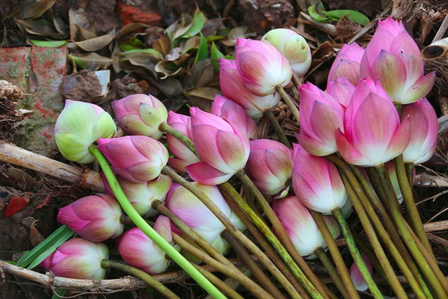 
Bông sen có đặc trưng viền hồng, cánh dày, hương thơm, thân nhiều gai... Ban đầu các loại sen được trồng riêng thành từng khu để tiện cho việc chăm sóc nhưng sau mỗi mùa, các loài sen lại đan vào nhau. Những năm trước, số loài nhiều hơn, theo thời gian, khả năng thích nghi và cạnh tranh khiến nhiều loài biến mất.
