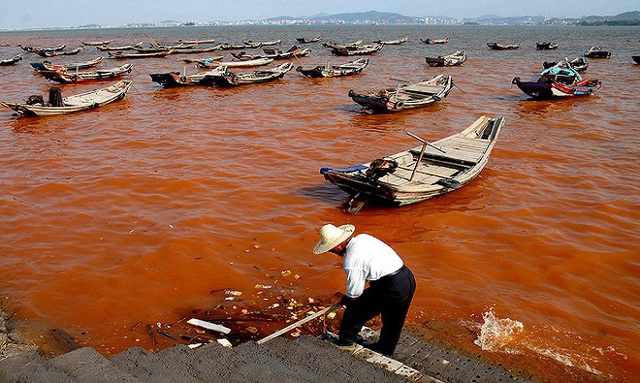 
Cá mòi dầu chết hàng loạt ở vịnh Greenwich, Rhode Island, Mỹ, vào tháng 8/2013 do tảo bùng nổ, làm cạn khí oxy trong nước. Ảnh:Chris Deacutis.
