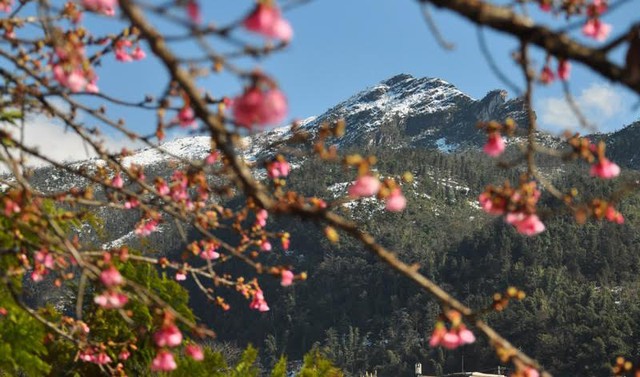 Hoa anh đào bung nở rực rỡ bên các các đỉnh núi phủ đầy tuyết trắng.