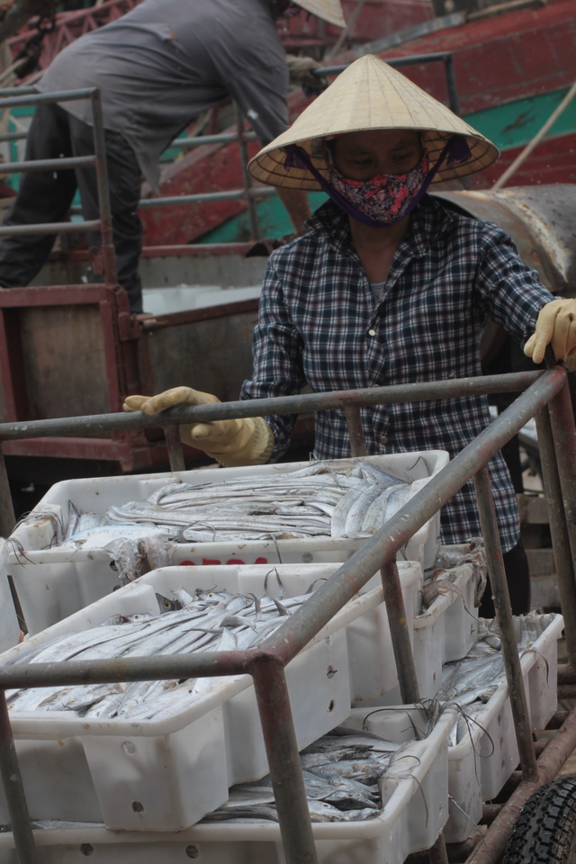 
Cá biển miền Trung những ngày sau công bố nước biển sạch. Ảnh: H.Phương
