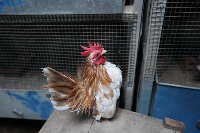 Theo Hiếu, một con gà có dáng đẹp phải có ức nở vươn ra phía trước, đầu ngả về phía sau gần như dính vào đuôi.