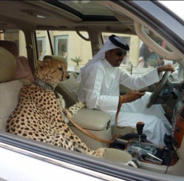 
Thú cưng của ông được chở trên siêu xe Lamborghini. Bức ảnh được Albuqaish chú thích là: “Chiếc xe tuyệt vời để chở những con thú tuyệt hảo”.
