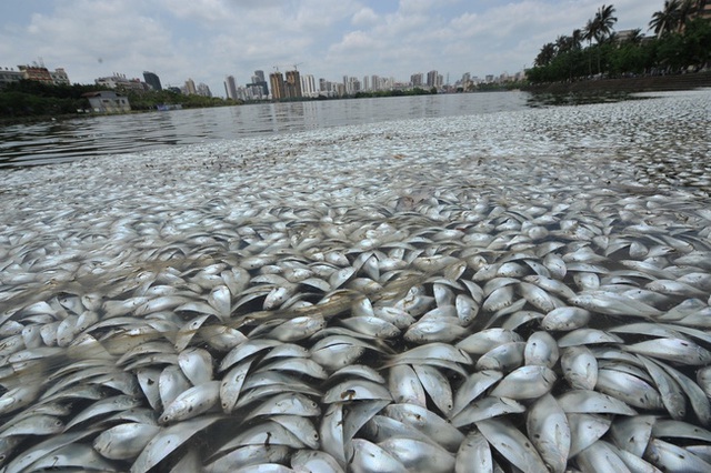 
Người dân cho rằng ô nhiễm môi trường chính là nguyên nhân khiến cá chết hàng loạt.
