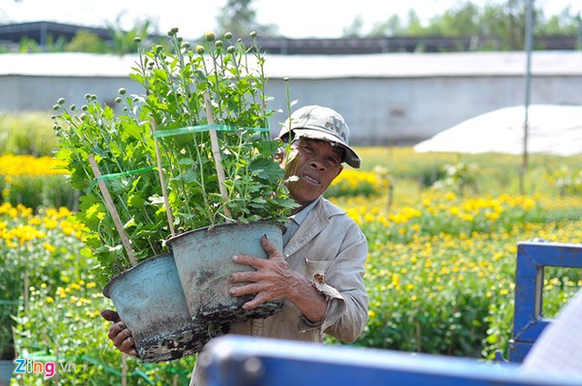 
Trong số hàng chục người chuyển hoa thì ông Sơn Văn Luy là nhiều tuổi nhất và quê ở xa nhất. Người đàn ông gần 60 tuổi cho biết, ông ở Trà Vinh, không có việc làm ổn định, nhà nghèo nên phải đến vựa hoa xin việc từ cuối tháng 11/2015. Ông nói: Lúc đầu chủ vườn thuê tưới nước, bón phân cho cây với mức lương mỗi tháng 3 triệu. Dịp này, tôi xin làm bốc xếp nên tiền công cao hơn. Ráng làm ít hôm nữa, kiếm thêm tiền về ăn Tết với gia đình.
