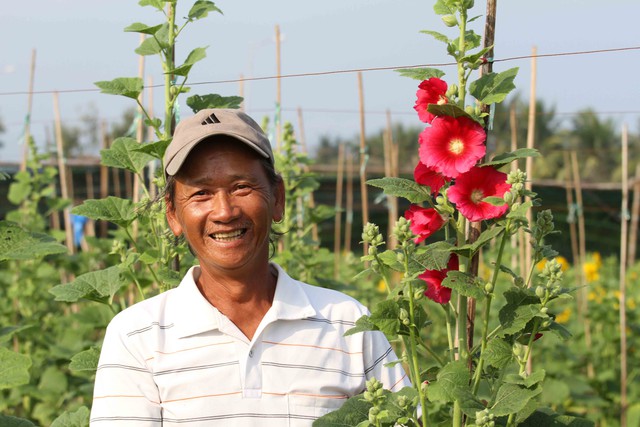 
Tôi yêu thích và chỉ trồng hai loài hoa là hướng dương và mãn đình hồng này. Chưa năm nào hai loài hoa này phụ lòng tôi. Nhờ trồng hoa mà kinh tế gia đình ổn định, có đủ tiền cho con cái học hành..., ông Vũ chia sẻ
