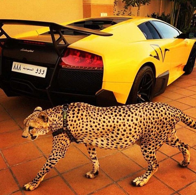 
Ảnh chụp một chú báo Geepa đứng cạnh chiếc Lamborghini với tựa đề: “Chiếc xe tuyệt vời để đua cùng con thú hoàn hảo”.
