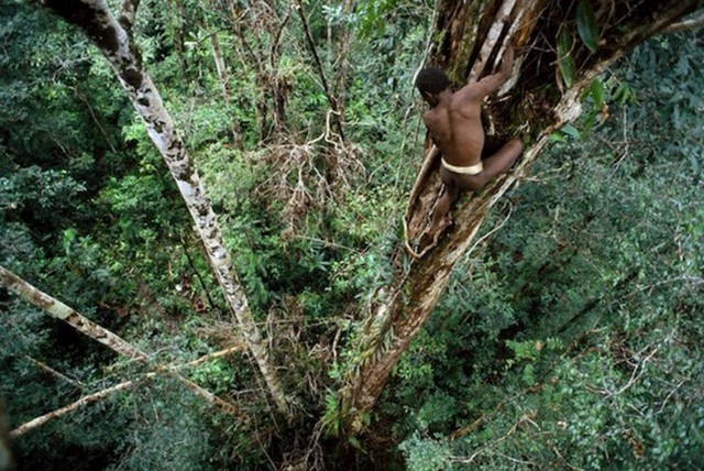 
Người Korowai chuyên sống trên ngọn cây với những tập tục thời nguyên thủy.
