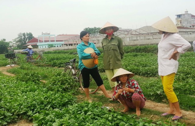 
Sau vụ “dùng chổi quét rau” phát trên VTV3, rau xanh của bà con nông dân xã Vĩnh Thành, huyện Vĩnh Lộc (Thanh Hóa) khó tiêu thụ - Ảnh: Hà Đồng.
