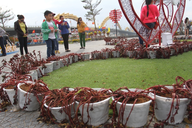 ...khiến du khách và người dân chụp ảnh với...hoa héo