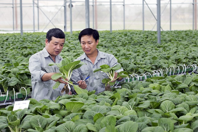 Hệ thống nhà kính rau mầm, rau thủy canh của VinEco đảm bảo năng suất ổn định, đáp ứng nhu cầu rau mầm sạch trong nước mà còn hướng tới xuất khẩu vào các thị trường quốc tế.