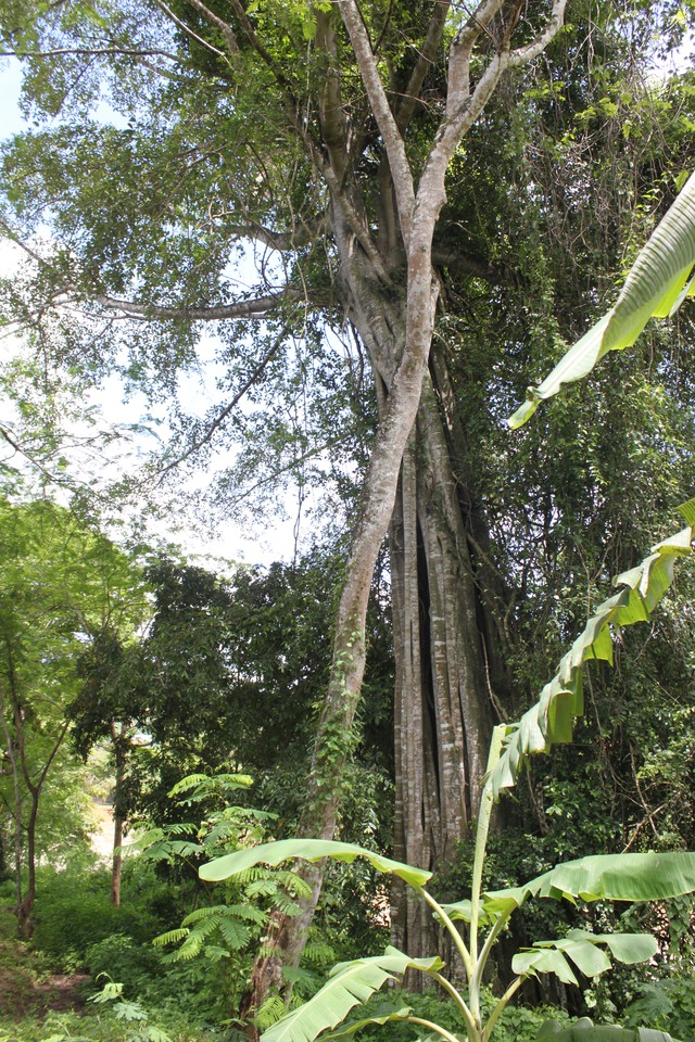 Cổ thụ trong khuôn viên Đền Vạn. Ảnh: H.Phương