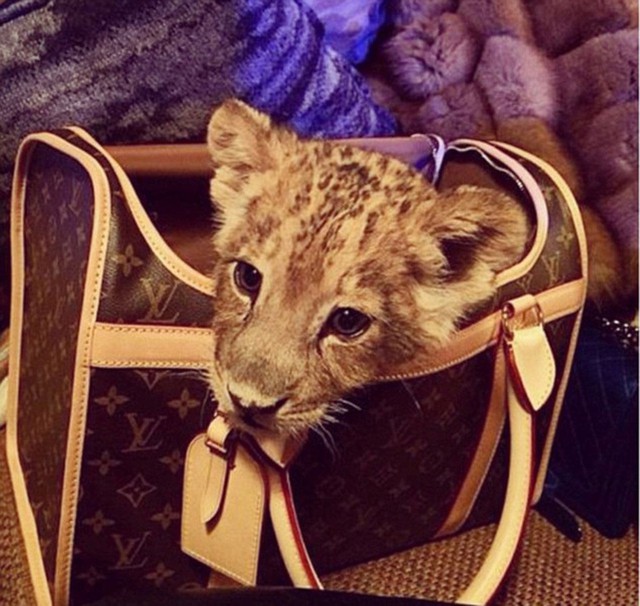 
Một chú hổ con được đặt trong chiếc túi đắt tiền hiệu Louis Vuitton.

