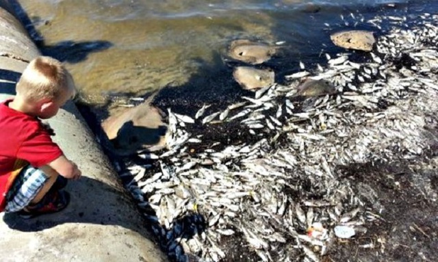 
Tháng 7/2013, thủy triều đỏ gây ra do tảo nâu khiến 80 tấn cá chết trôi dạt vào vùng bờ biển phía nam bang Mississippi, Mỹ. Ảnh:Examiner
