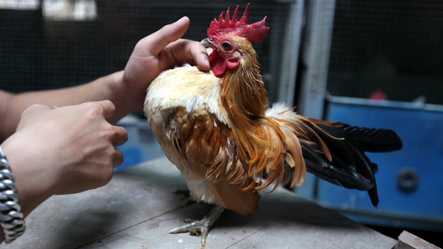 Theo kinh nghiệm của Hiếu, gà phải được luyện tập từ 6 tháng tuổi khi xương còn mềm dễ định hình dáng.