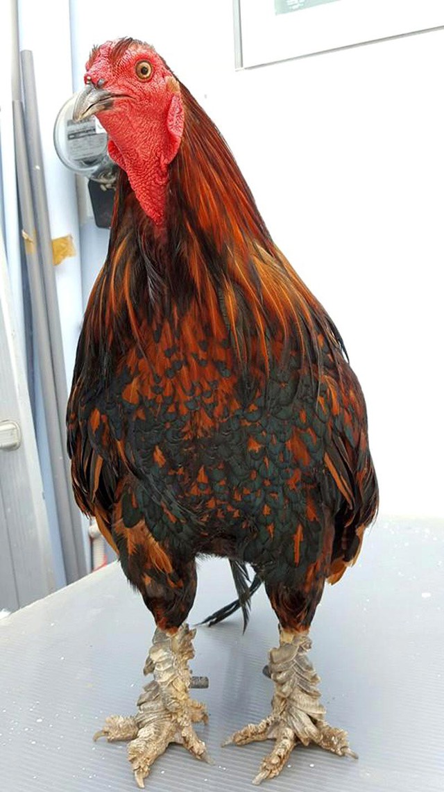 
Một con gà lông điều ức có vảy rồng “khủng” nặng 2,6kg có giá 16 triệu đồng của anh Quang.
