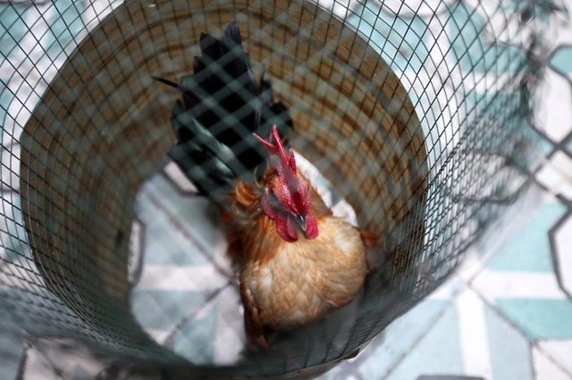 Một kiểu luyện dáng bằng cách dùng lưới, giấy quây kín quá chiều cao của gà, sau đó tạo chú ý phía trên để gà ngước đầu lên trên hình thành dần dáng dấp vương giả.