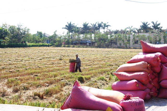 Ông Trần Văn Bảy, một nông dân ở xã Tân Thành, buộc phải gặt sớm để vớt được bao nhiêu hay bấy nhiêu, như cách nói thiệt thà của nhà nông. Theo ông Bảy, mùa này ông chỉ thu được 1/3 so với các mùa trước. Lúa này gặt sớm để dành nhà ăn, hổng có bán được - ông Bảy than.