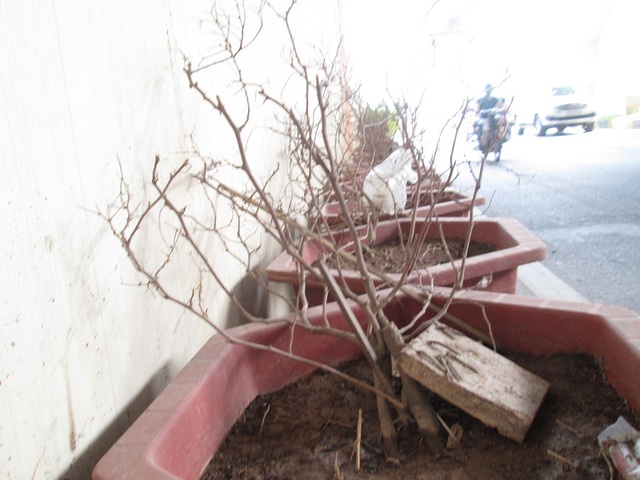 
Có những cây được tưới nhưng lại trong tình trạng xiêu vẹo, nhiều cây đã bị nhổ lên nhưng không thay thế.

 
