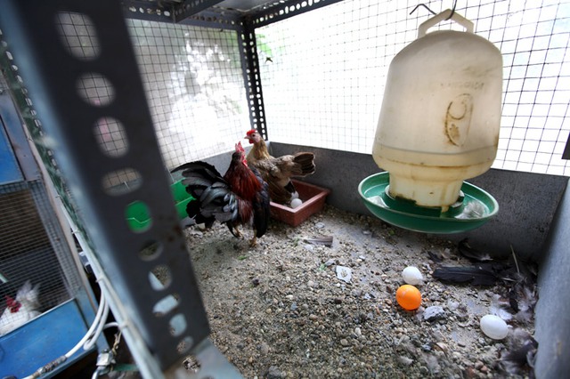 Mỗi chuồng gà đều được ông chủ trang trại rải một lớp cát hút ẩm, hút mùi từ chất thải của gà. Những quả trứng giả bằng nhựa được để trên sàn chuồng để kích thích gà đẻ.