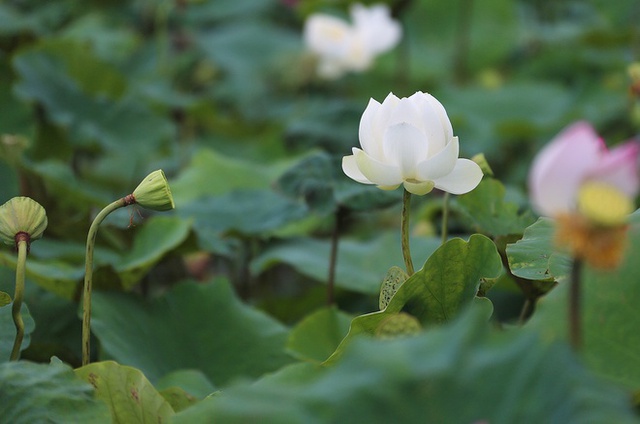 
Sen Hồ Tây màu trắng và hồng đặc trưng của Hà Nội với cánh hoa dày, hương thơm, nhiều gai.
