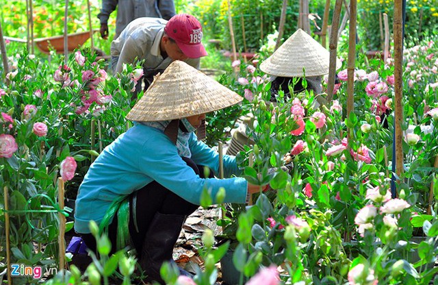 
Với lao động nữ thì làm những việc nhẹ hơn. Họ phân loại hoa, trang điểm cho cây hoặc khiêng những chậu nhỏ. Vì thế, tiền công những người này cũng chỉ 130.000 đồng/ngày.
