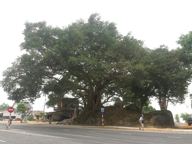 Cây đa tía có tuổi đời khoảng 300 năm, nằm sát Quốc lộ 1A, thuộc khu vực Di tích Lịch sử cấp Quốc gia Ngã ba Ràng Bò - Bến cây đa Đá Bạc