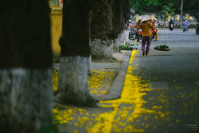 
Lặng ngắm những cánh hoa phượng rơi ngập trên những con đường khiến nhiều người bỗng nhiên trầm lắng trong những cảm xúc, suy tư. Ảnh: Tom Hoàng
