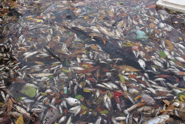 Không chỉ có cá biển chết hàng loạt, nhiều vùng ở cửa sông, vùng nước lợ và lồng nuôi cá của người dân cũng bị ảnh hưởng. Ảnh L.Chung