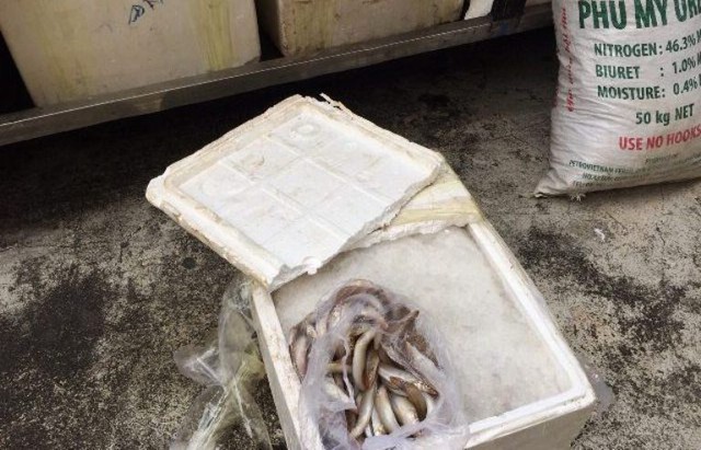 Một trong 15 thùng xốp đựng cá đục ướp lạnh được lấy mẫu đưa đi kiểm định. Ảnh: L.Chung