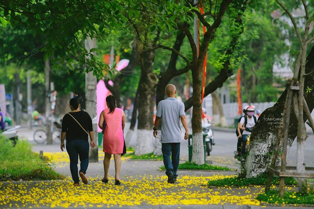 
Lặng ngắm những cánh hoa phượng rơi ngập trên những con đường khiến nhiều người bỗng nhiên trầm lắng trong những cảm xúc, suy tư. Ảnh: Tom Hoàng
