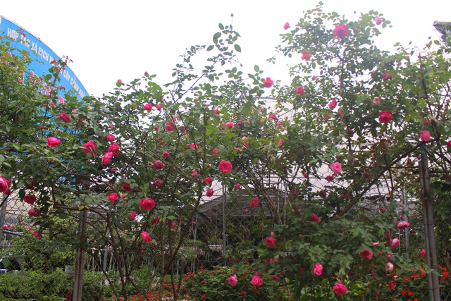 
Những cây hồng cổ Sapa có tuổi đời cao thường có dáng rất đẹp.
