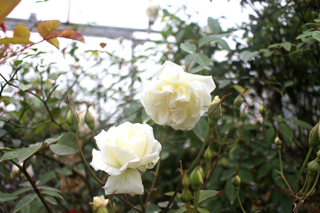 
Ngoài ra trong vườn anh Tuyên còn có nhiều loại hoa hồng khác giá từ vài trăm nghàn đồng.
