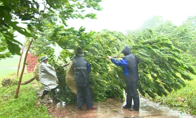 
Nhiều cây xanh bị đổ tại huyện Tiên Yên. Ảnh: M. Vũ
