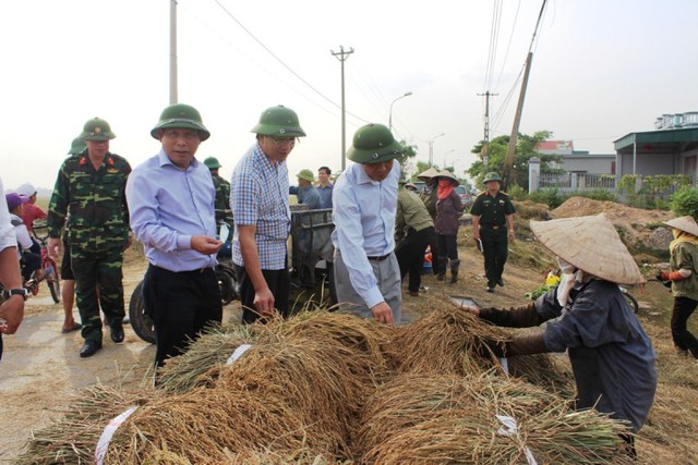 
Các địa phương trong tỉnh Quảng Ninh đang tích cực thu hoạch lúa chạy bão. Ảnh: P.Tăng
