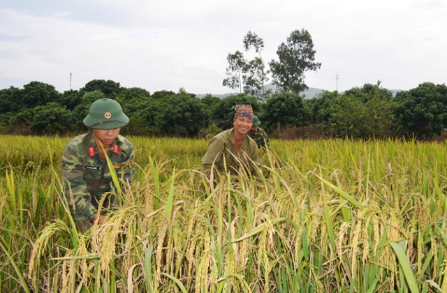 
Nông dân các huyện trong tỉnh Quảng Ninh đang tích cực thu hoạch lúa. Ảnh: V.Hoa
