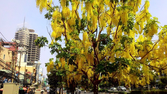 Loại hoa tràn đầy sắc xuân này đang được trồng trên nhiều tuyến đường tại Sài Gòn.