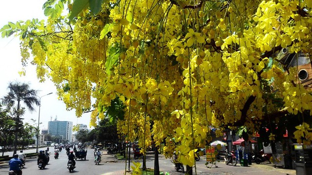 Sắc vàng của hoa Bò cạp nước luôn thu hút nhiều người đi đường.