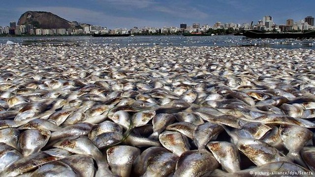 Cá chết trắng bờ biển ở Rodrigo de Freitas Lagoon, Brazil. Nguồn: DW