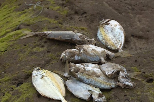 Chính phủ nhận định có trên 100 tấn hải sản tự nhiên bị chết ở khu vực biển miền Trung do nhiễm độc. Ảnh minh họa