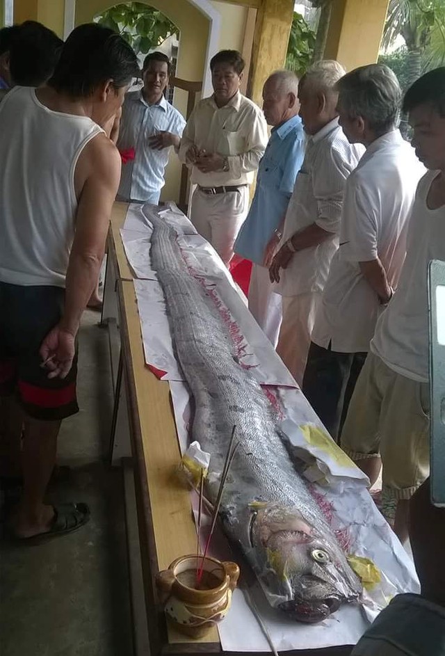 Con cá hố bị thương phần đầu, đuôi chết nổi trên biển được ngư dân làm lễ mai táng. Ảnh facebook