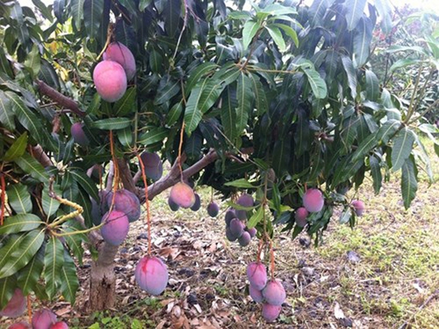 
Hình ảnh về cây và quả xoài tím trên website của Trung tâm Nghiên cứu và phát triển giống cây trồng (Học viện Nông nghiệp Việt Nam).

 
